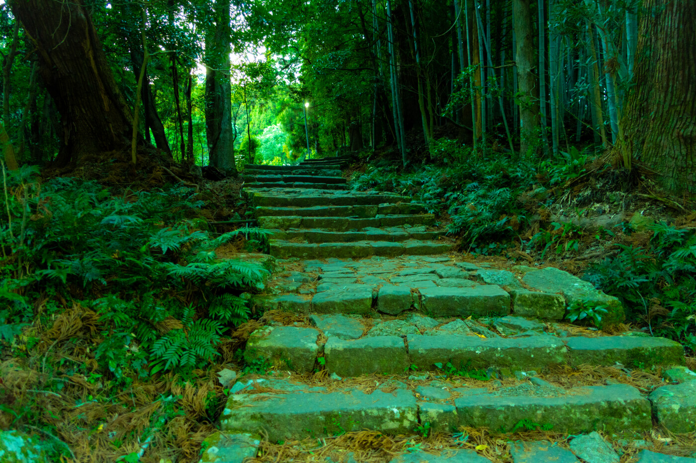 竹林と大木に囲まれた熊野古道の石畳と森の風景
