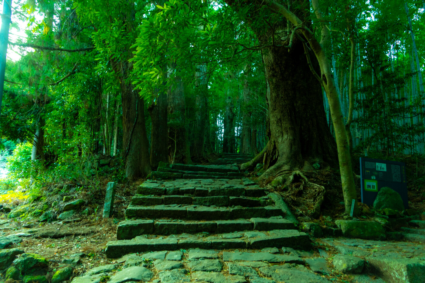 熊野古道の石畳と杉木立が続く森の風景