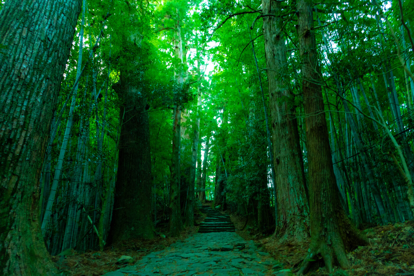 熊野古道の石段と大杉